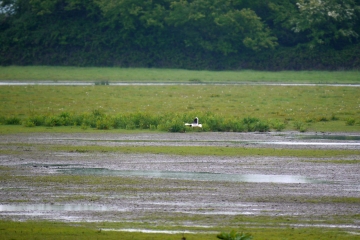 Crane news and Little Gulls